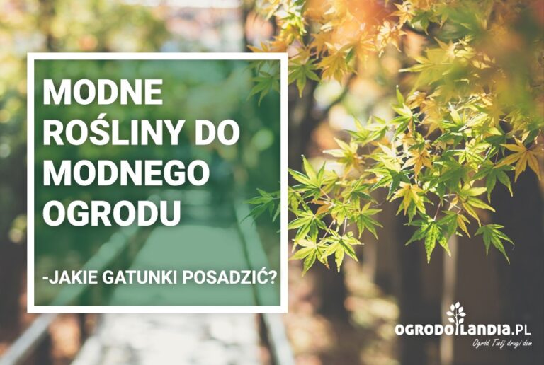 Modne rośliny – modny ogród