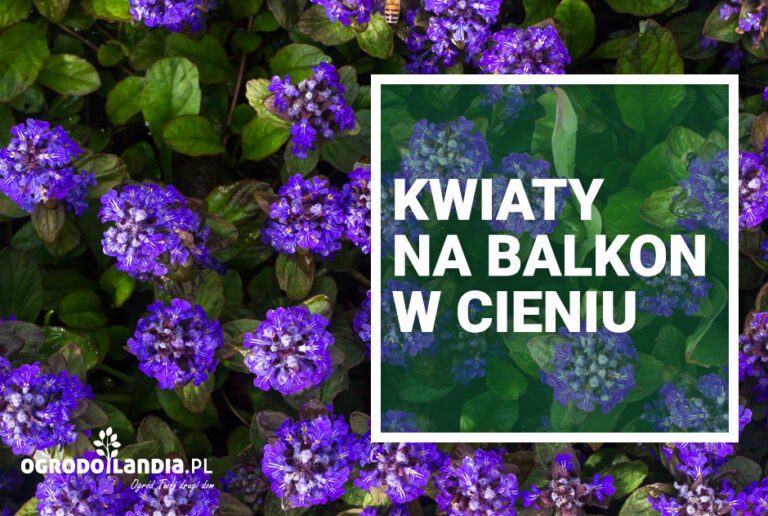 Balkon w cieniu – wyzwanie czy błogosławieństwo?