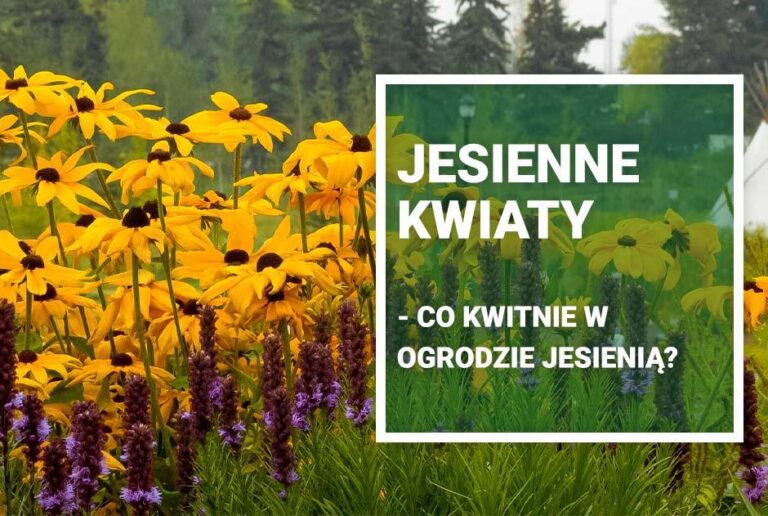 Jesienne kwiaty – poznaj ich urok!