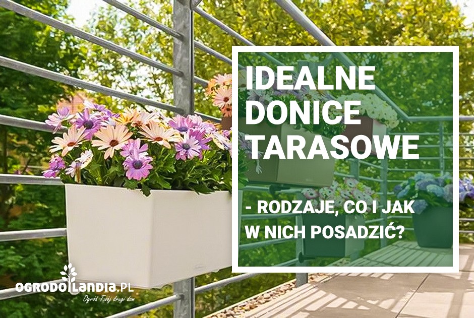 Idealne donice tarasowe - rodzaje, co i jak w nich posadzić?