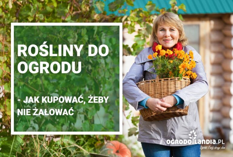 Rośliny do ogrodu – najważniejsza jest jakość