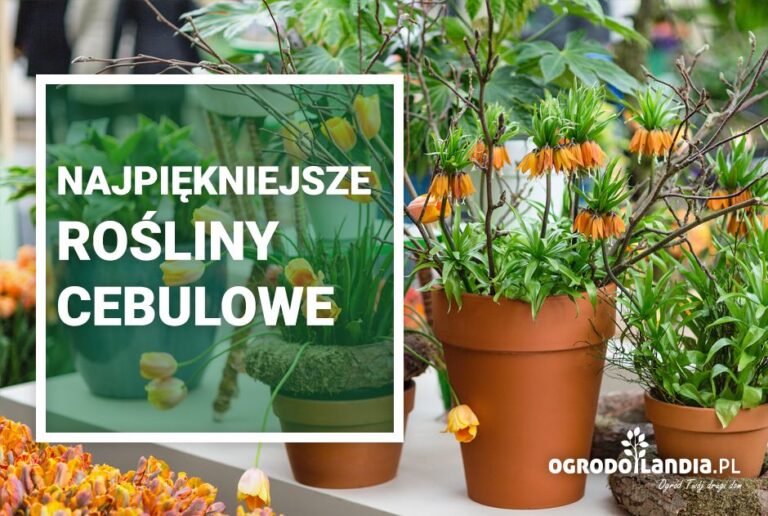 Najpiękniejsze rośliny cebulowe