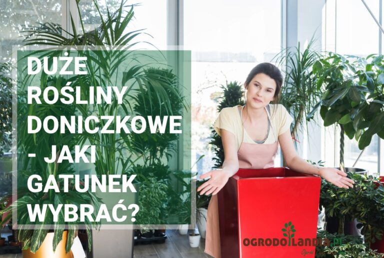 Duże rośliny doniczkowe – dlaczego warto?