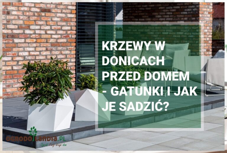 Krzewy w donicach przed domem – gatunki i jak je sadzić?