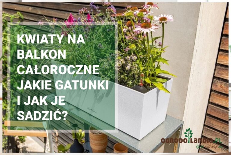 Kwiaty na balkon całoroczne – jakie gatunki i jak je sadzić?