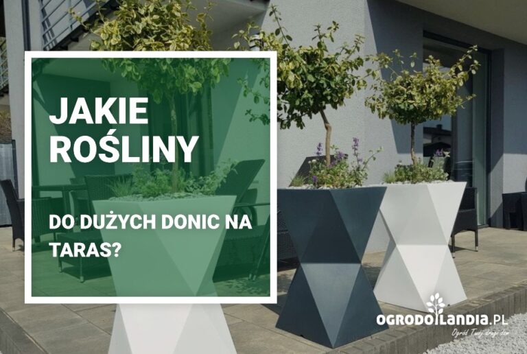 Jakie rośliny do dużych donic na taras?