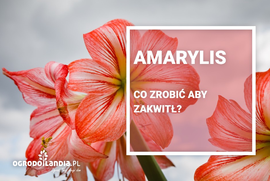 Amarylis - co zrobić aby zakwitł?