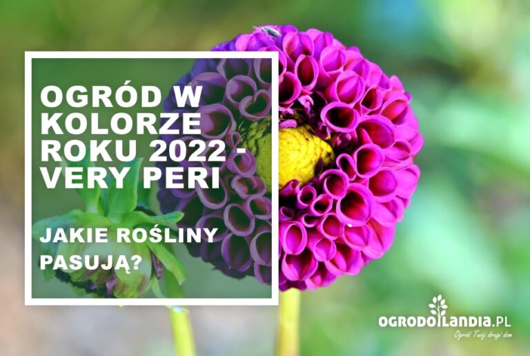 Ogród w kolorze roku 2022 – Very Peri