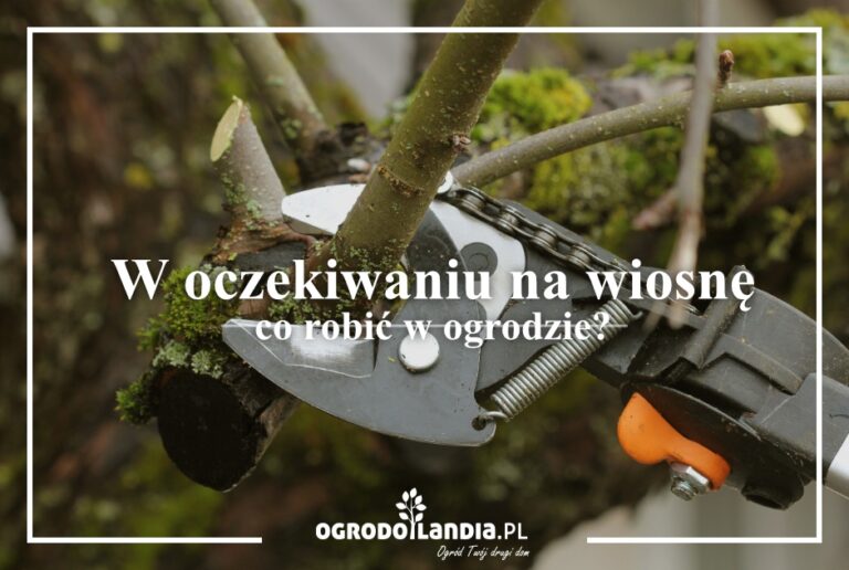 Prace ogrodowe w oczekiwaniu na wiosnę