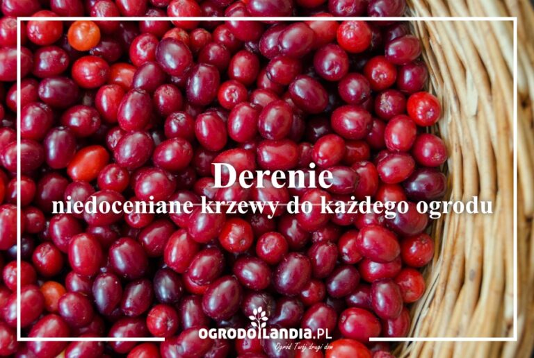 Derenie