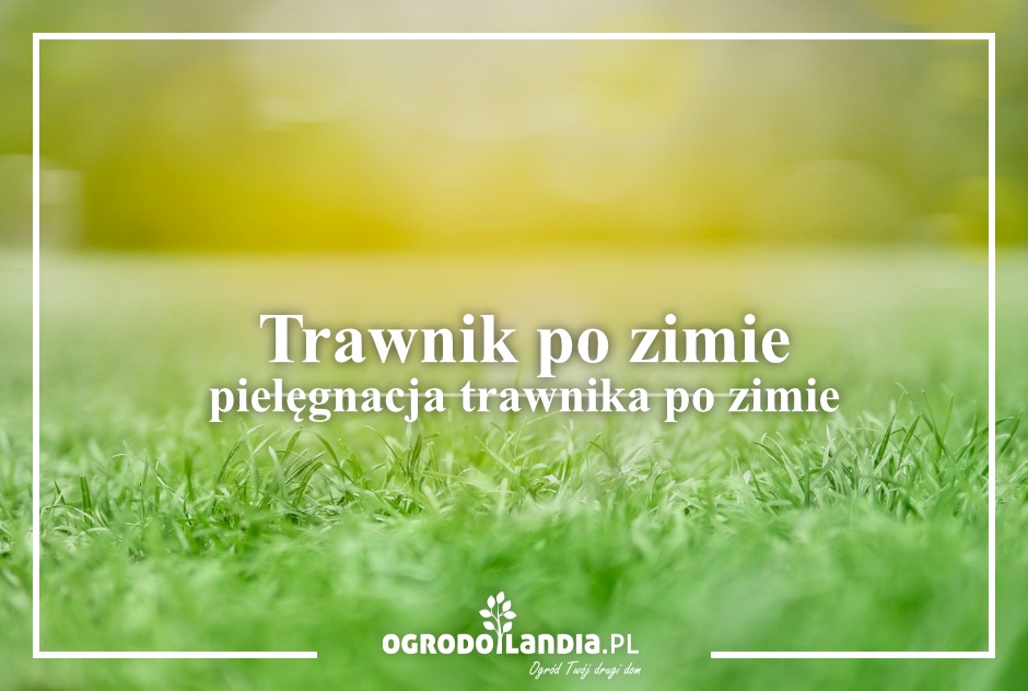 Trawnik po zimie - pielęgnacja trawnika po zimie