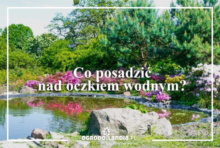 Rośliny w oczku wodnym