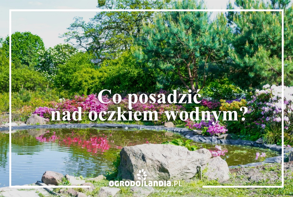 Co posadzić nad oczkiem wodnym?