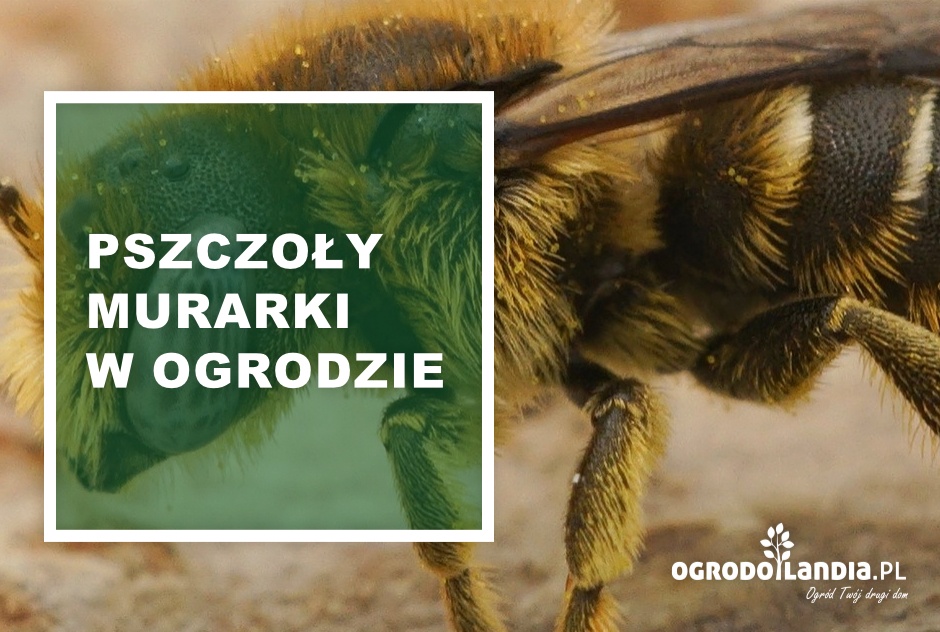 Pszczoły murarki w ogrodzie
