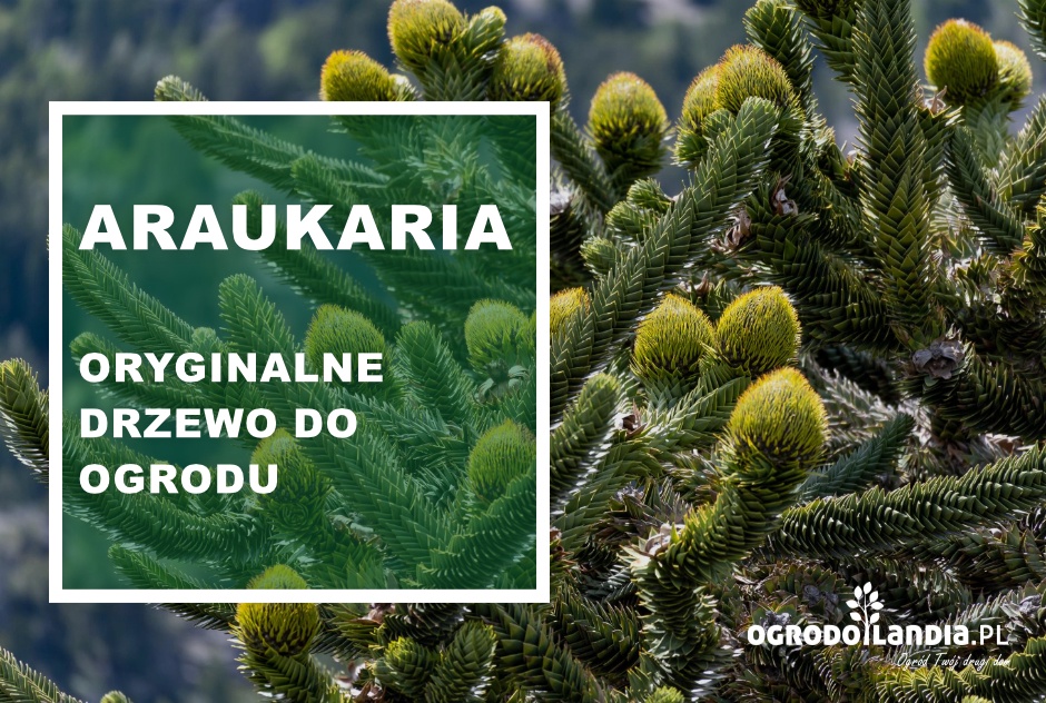 Araukaria - oryginalne drzewo do ogrodu