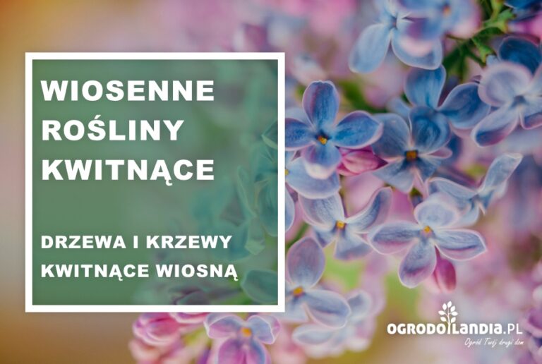 Wiosenne rośliny kwitnące – drzewa i krzewy kwitnące wiosną