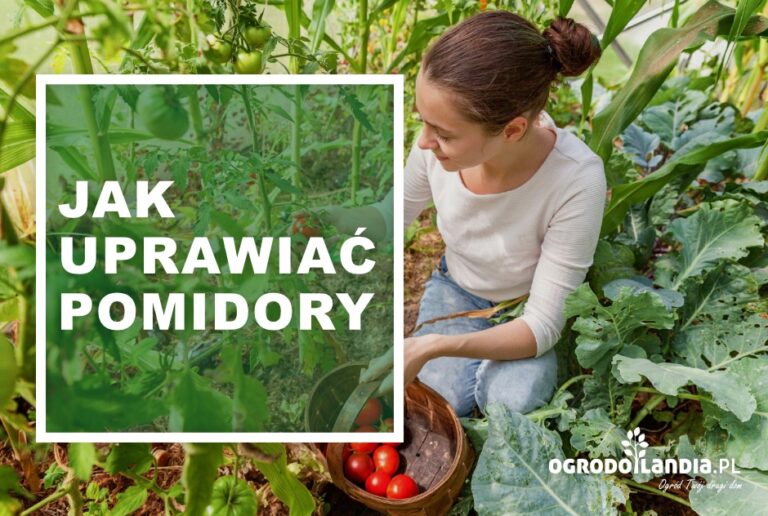 Uprawa pomidorów – jak uprawiać pomidory?