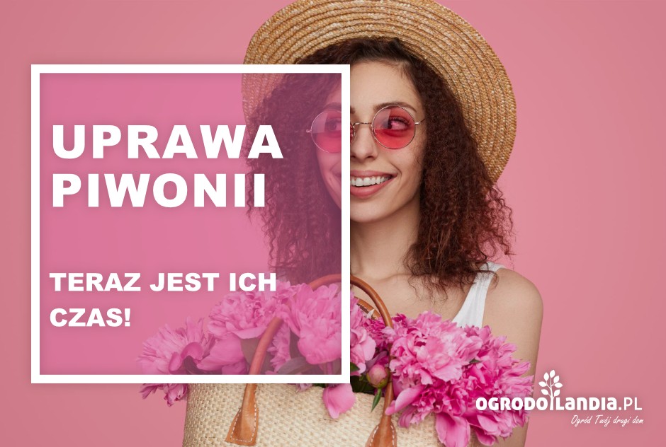 Uprawa piwonii - teraz jest ich czas!