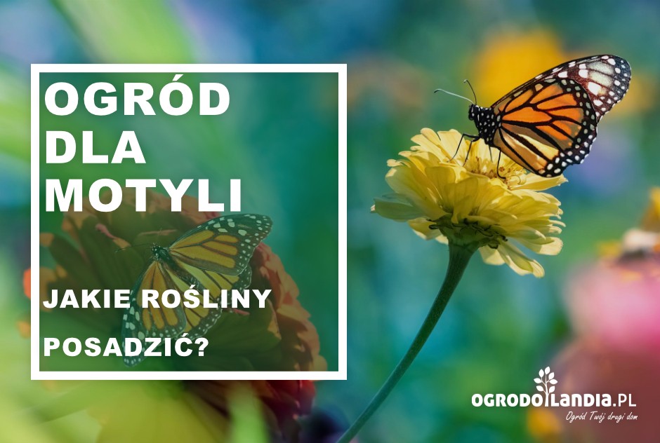 Ogród dla motyli - jakie rośliny posadzić?