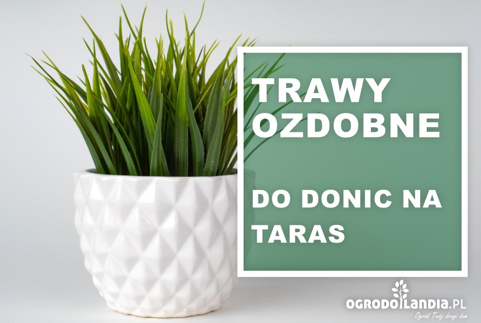 Trawy ozdobne do donic na taras - uprawa i pielęgnacja, najlepsze gatunki