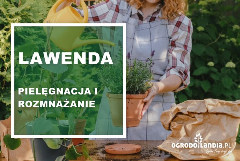 Lawenda – pielęgnacja i rozmnażanie