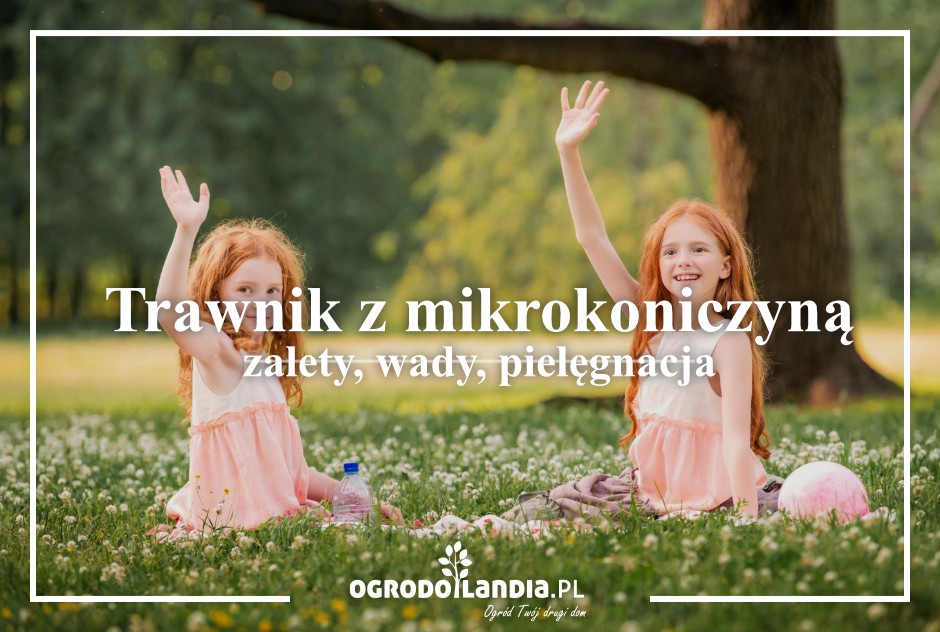 Trawnik z mikrokoniczyną - zalety, wady, pielęgnacja
