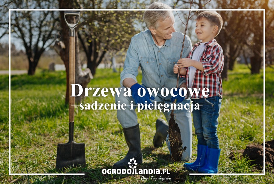 Drzewa owocowe sadzenie i pielęgnacja