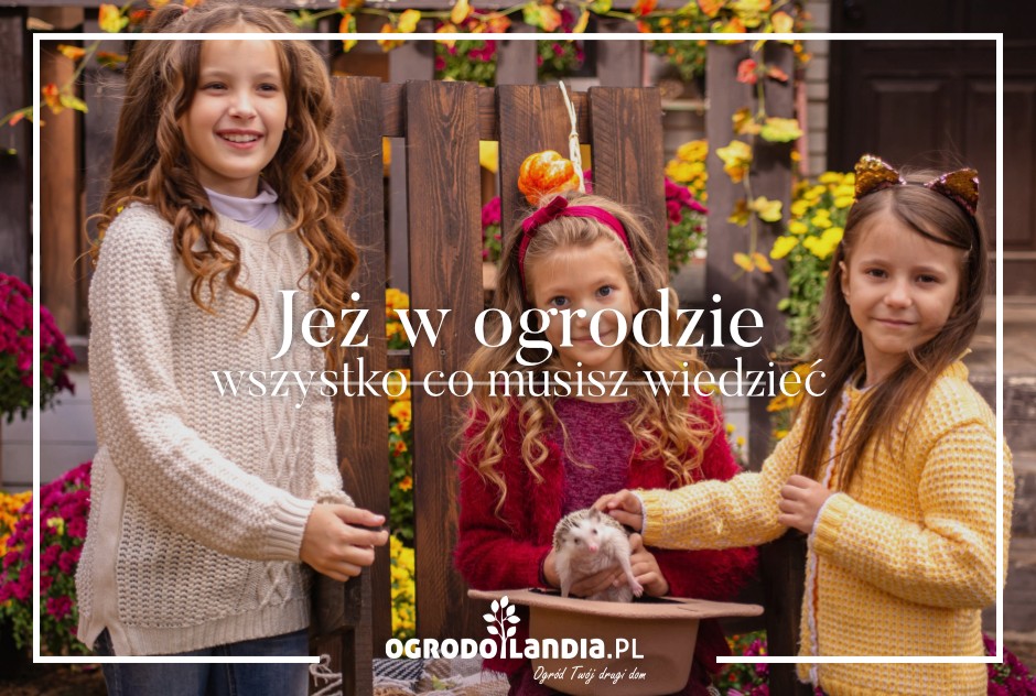 Jeż w ogrodzie - wszystko co musisz wiedzieć?