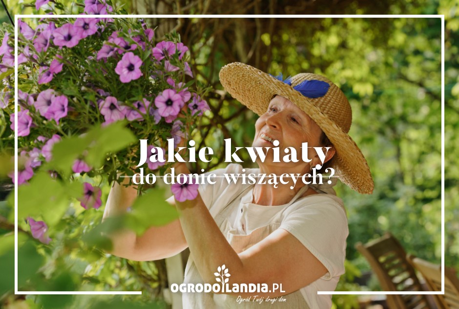 Jakie kwiaty do donic wiszących?