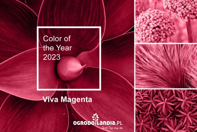 Modny – czyli jaki ogród 2023?