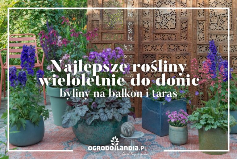 Rośliny wieloletnie do donic