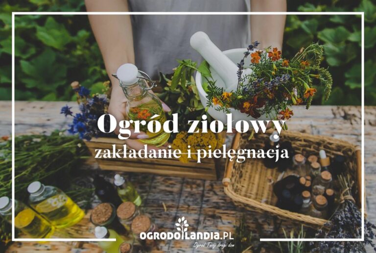 Jak założyć ogród ziołowy i pielęgnować zioła?