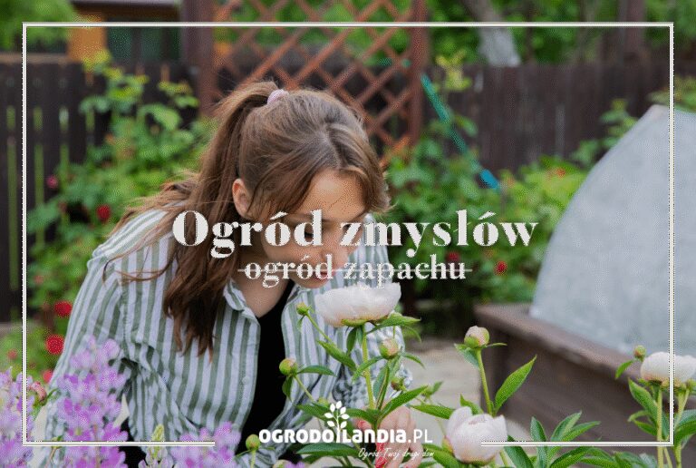 Pachnący ogród – jakie rośliny posadzić?