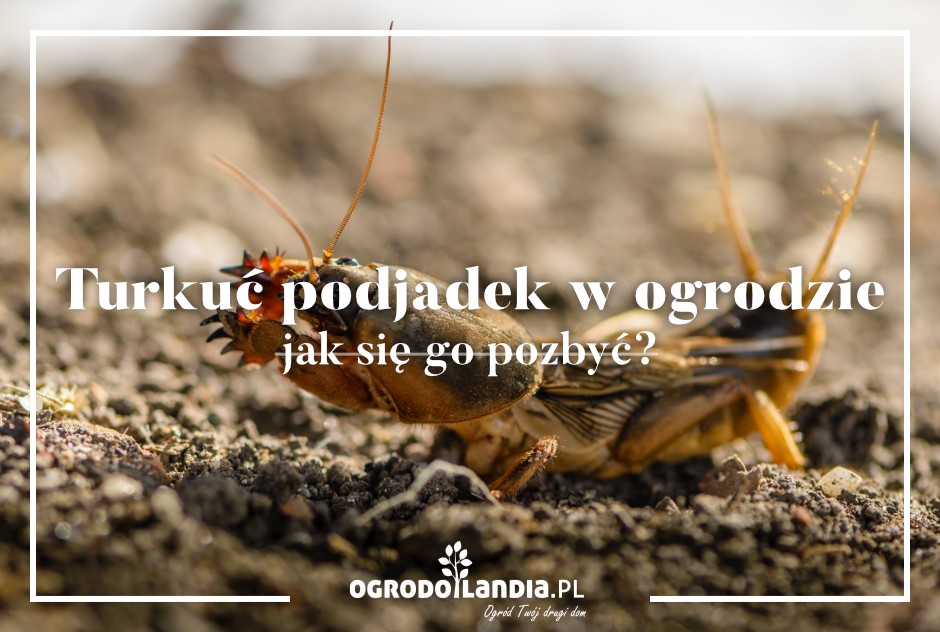 Turkuć podjadek w ogrodzie - jak się go pozbyć?