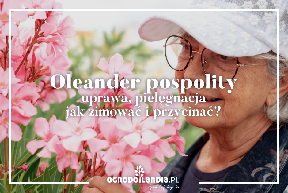 Oleander pospolity - uprawa, pielęgnacja - jak zimować i przycinać?