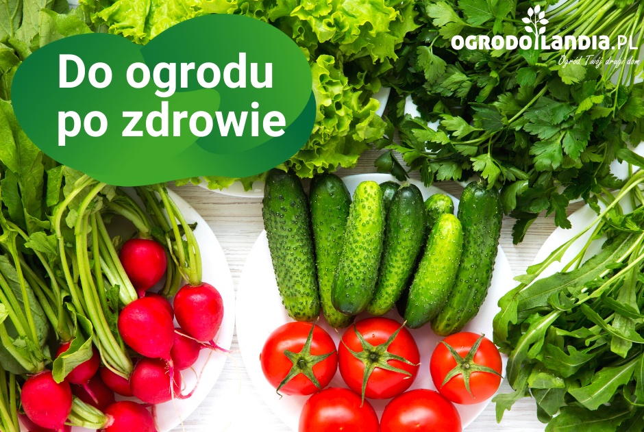 Do ogrodu po zdrowie