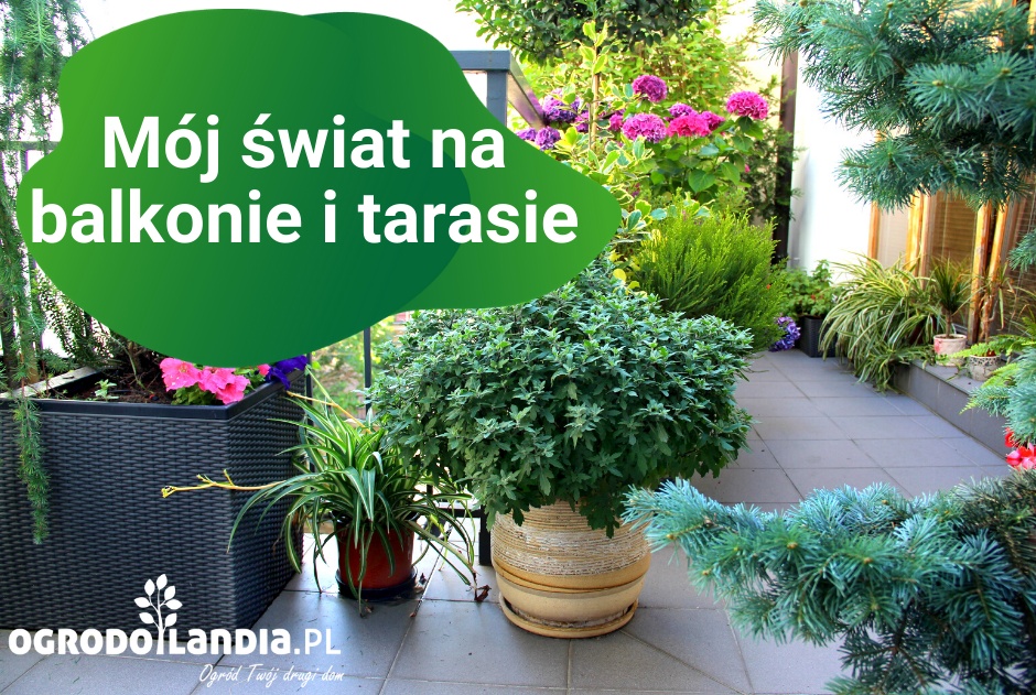 Mój świat na balkonie i tarasie