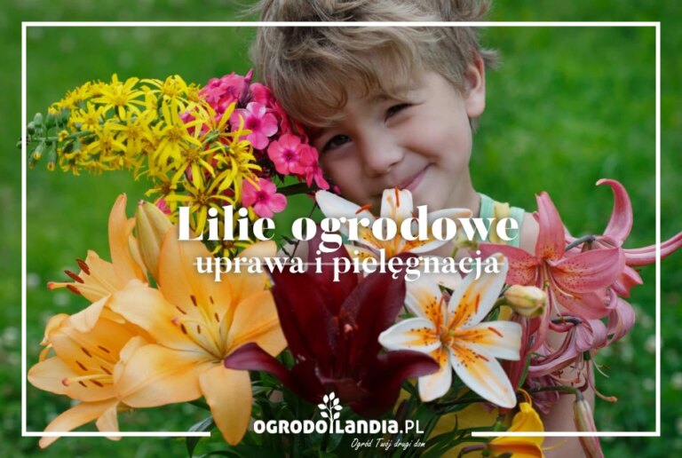 Sadzenie i pielęgnacja lilii ogrodowych: co robić, aby pięknie kwitły?