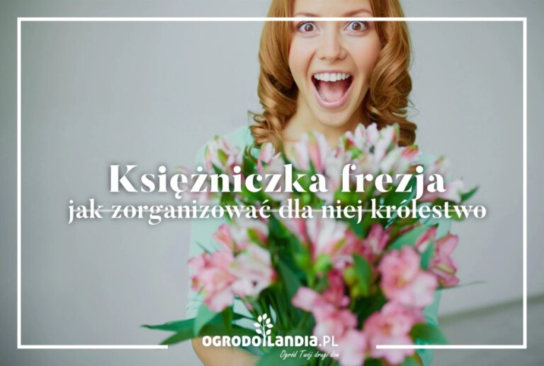 Kiedy sadzić frezje do doniczki i jak uprawiać frezje w doniczce, czyli wszystko o uprawie, sadzeniu i pielęgnacji frezji