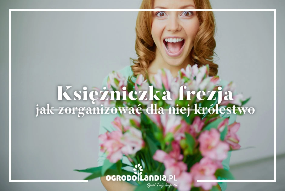 Księżniczka frezja – jak zorganizować dla niej królestwo