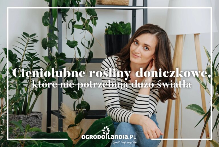 Cieniolubne rośliny doniczkowe, które nie potrzebują dużo światła
