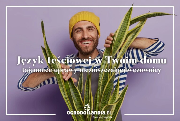 Kwiat język teściowej, czyli jak wygląda uprawa sansewierii, zwanej wężownicą