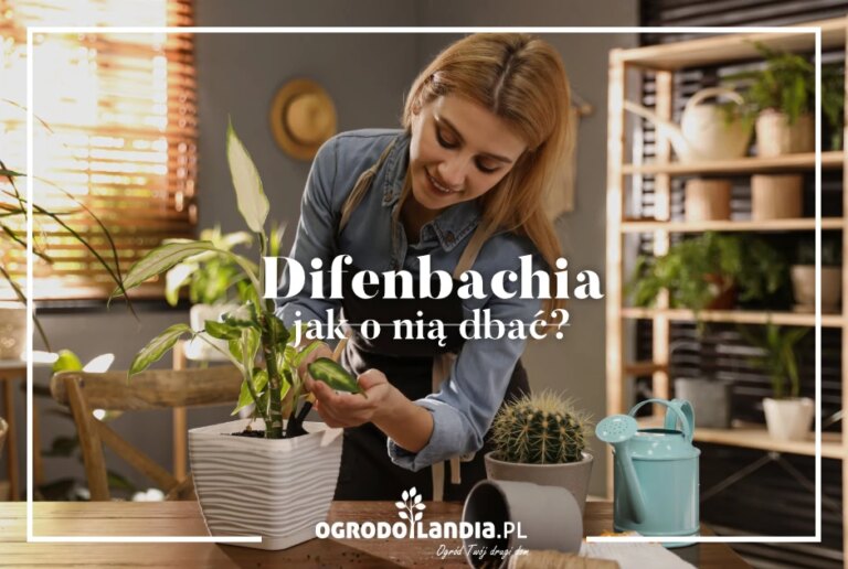Difenbachia: jak o nią dbać, żeby miała piękne i zdrowe liście?