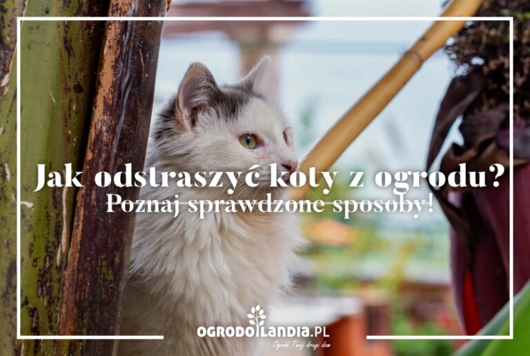 Jak pozbyć się kotów z podwórka? Sposoby na odstraszenie kotów z ogrodu