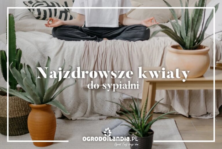 Najzdrowsze kwiaty do sypialni – jak wybrać rośliny oczyszczające powietrze?