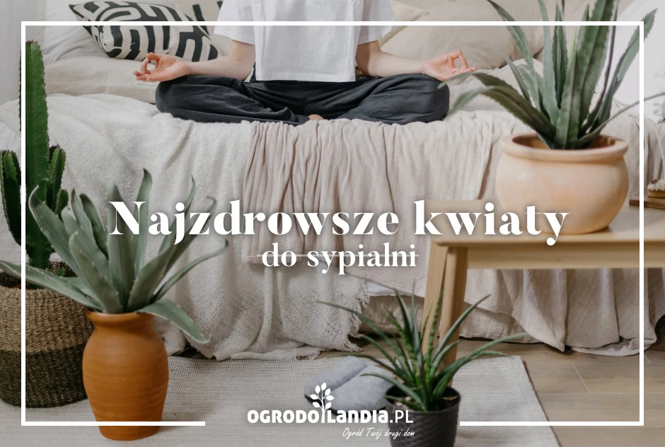 Zielona rewolucja w sypialni – oczyść powietrze i miej zdrowy sen dzięki roślinom!