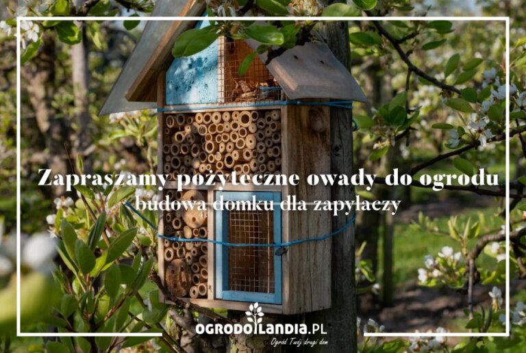 Domek dla owadów pożytecznych: sposób na zwabienie pszczół do ogrodu