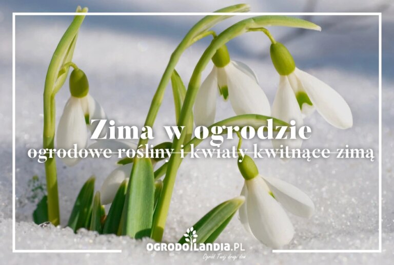 Zima w ogrodzie – ogrodowe rośliny i kwiaty kwitnące zimą