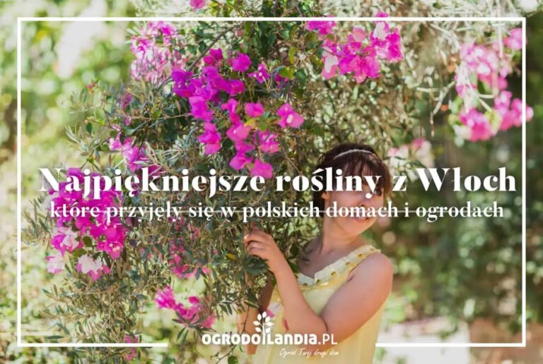 Najpiękniejsze rośliny z Włoch, które przyjęły się w polskich domach i ogrodach