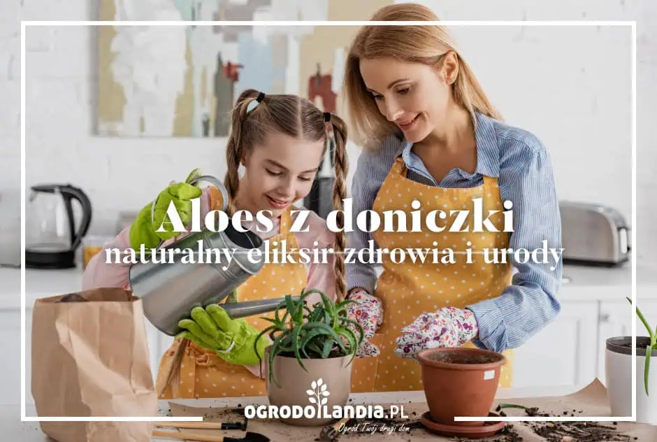Aloes z doniczki – naturalny eliksir zdrowia i urody na wyciągnięcie ręki!